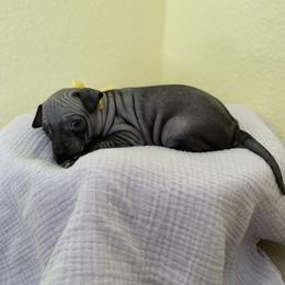 Luna - Black tan and white female American Hairless Terrier puppy in Belton, Texas from Copper Lilly Kennel