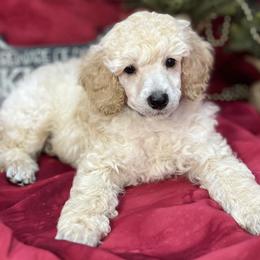Poodles from G–/ Kennel