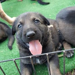 German Shepherd Puppies from Grendelhaus Shepherds