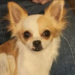 Ms Perfect - Chihuahua