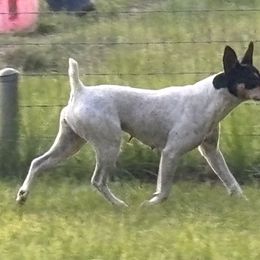Luna - Rat Terrier