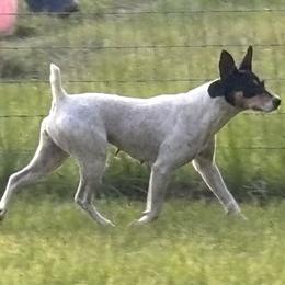Luna - Rat Terrier