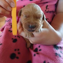 Yellow - Dark golden female Golden Retriever puppy in Lanesboro, Minnesota from Eagle Ridge Golden Retrievers