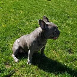 Portia  - French Bulldog