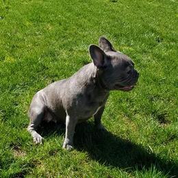 Portia  - French Bulldog