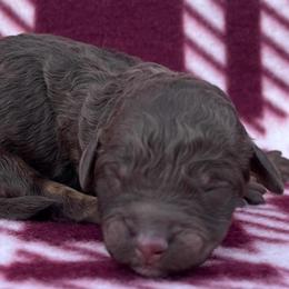 Akc Cappuccino - Phantom female Poodle puppy in Overbrook, Kansas from Hidden Springs Poodles LLC