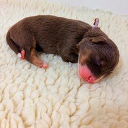 Cassette - Lavendar Collar - Red tri-color female Australian Shepherd puppy in San Marcos, California from Faith Family Freedom Farm