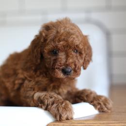 Pippa - Red  female Goldendoodle puppy in Stevens, Pennsylvania from Pebble Paws Lane