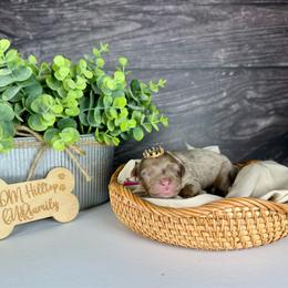Pink Girl-Phantom Brown Merle - Merle female Goldendoodle puppy in Lowville, New York from DM Hilltop FURfamily