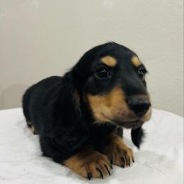 Big Dan - Black and cream male Dachshund puppy in Altus, Oklahoma from Johnson Prairie Pups