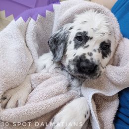 Lottie- Purple - White and black female Dalmatian puppy in Hiawatha, Iowa from 10 Spot Dalmatians