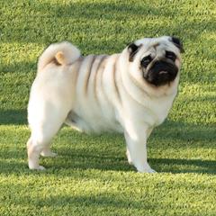 Roman - Pug