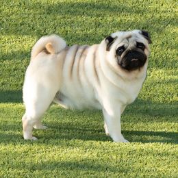 Roman - Pug