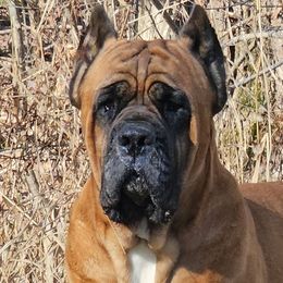 Targus - Cane Corso