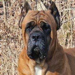 Targus - Cane Corso