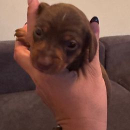 Twix - Chocolate and tan female Dachshund puppy in Corbin, Kentucky from Doxie Dapples