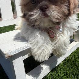 Grace - Lilac female Shih Tzu puppy in Coolidge, Arizona from Shih Tzu’s  ‘N’ Love
