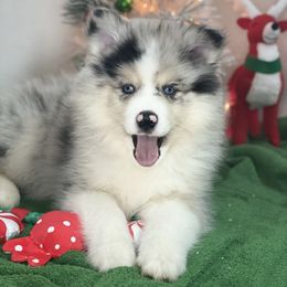 Pomsky Puppies from Midnight Sun Pomskies
