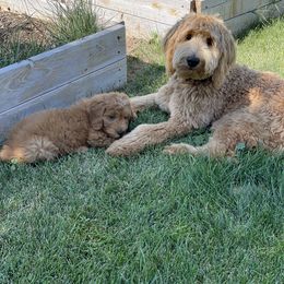 Goldendoodle Puppies from Golden Rule Doodles