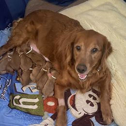 Charlotte  - Golden Retriever