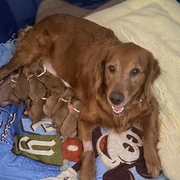 Charlotte  - Golden Retriever