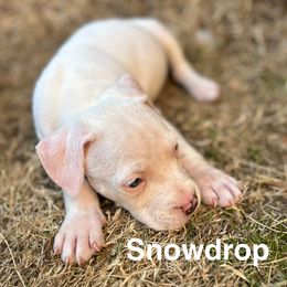 Snowdrop - White American Staffordshire Terrier puppy in Fort Worth, Texas from Josiah Carter