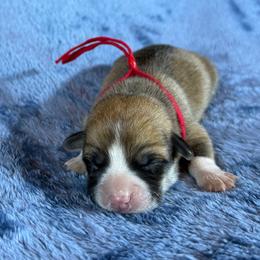 Red Collar Female - Sable female Pembroke Welsh Corgi puppy in Victoria, Texas from Clear Creek Corgis