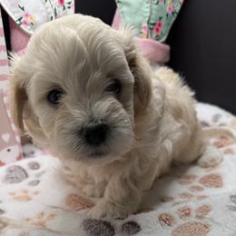 Lucas - Apricot male Maltipoo puppy in Colonial Beach, Virginia from BeachRidge Pups