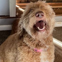 Goldendoodles from RSD Doodles