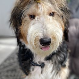 Ruby - Bernedoodle
