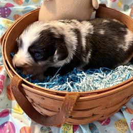 Boy2 - Blue merle male Miniature Australian Shepherd puppy in Port Saint Lucie, Florida from Charlene Brannon's Mini Australian Shepherds