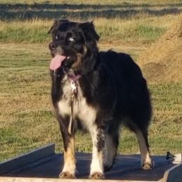 Skye - Australian Shepherd