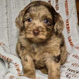 Pumpkin - Red merle female Aussiedoodle puppy in Cleveland, Georgia from Jam's Doodles And Poodles