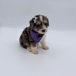 Acorn - Blue merle female Aussiedoodle puppy in Cartersville, Georgia from Simply Blessed Doodles