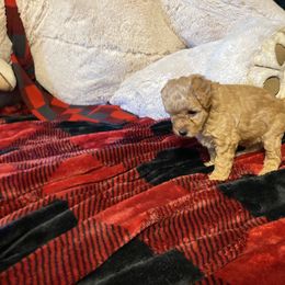 Goldendoodle Puppies from Smith Family Doodles