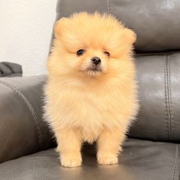 Pomeranian Puppies from Bear face Pomeranian