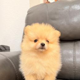 Pomeranian Puppies from Bear face Pomeranian