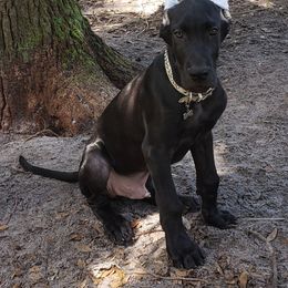 Green collared boy - Black Great Dane puppy in Gainesville, Florida from Lakeside Danes