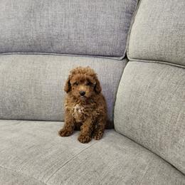 Anita - Red  female Poodle puppy in Naples, Florida from Paradise Paws
