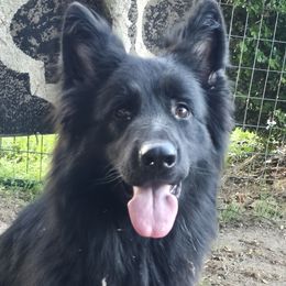 Harleigh - German Shepherd