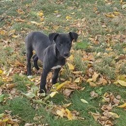 Mandy - Black female Whippet puppy in Davenport, Iowa from Whippety Split