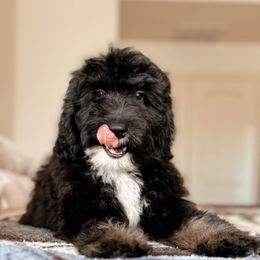 Raven (Girl) - Phantom female Bernedoodle puppy in Maricopa, Arizona from Desert Ridge Doodles