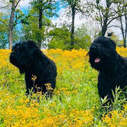 Black Russian Terriers, French Bulldogs, and Russian Tsvetnaya Bolonkas from Gentle Power