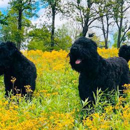 Black Russian Terriers, French Bulldogs, and Russian Tsvetnaya Bolonkas from Gentle Power