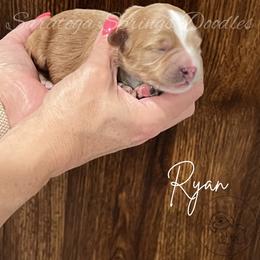 Ryan - Red male Bernedoodle puppy in Saratoga Springs, Utah from Saratoga Springs Doodles