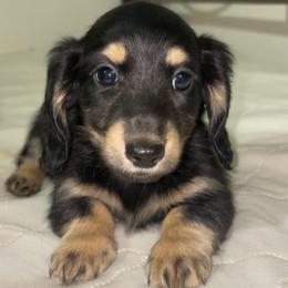 Rip (PET ONLY) - Black and tan male Dachshund puppy in Goldthwaite, Texas from Mini Mama Dachshunds
