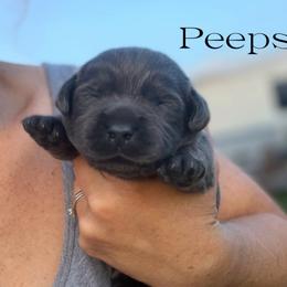Peeps - Charcoal male Dilute Retriever puppy in Baldwin City, Kansas from Hedge Lane Labradors