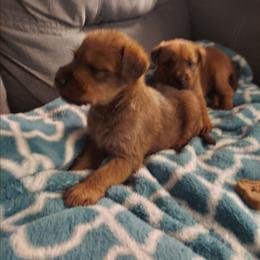 Stella - Red female Irish Terrier puppy in Splendora, Texas from Cloverdell Irish