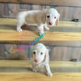 Dachshund Puppies from Dachshund Universe