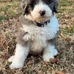 Blizzard - male Australian Mountain Doodle puppy in Claremont, North Carolina from Magnolia Grove Farms